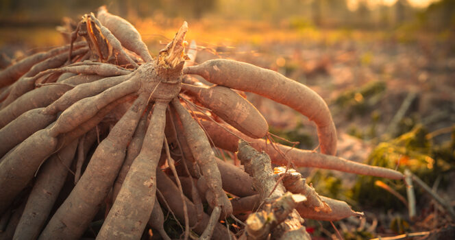 World’s ‘deadliest food’ kills 200 each year