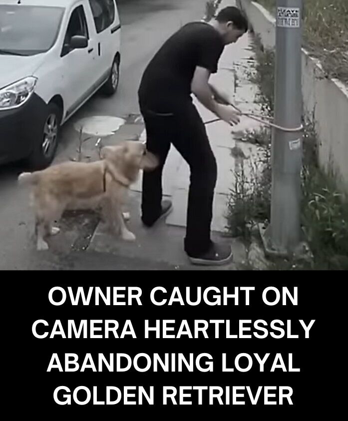 Owner Caught On Camera Heartlessly Abandoning Loyal Golden Retriever