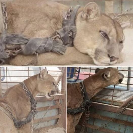 The exciting rescue of a puma that spent two decades chained in a circus