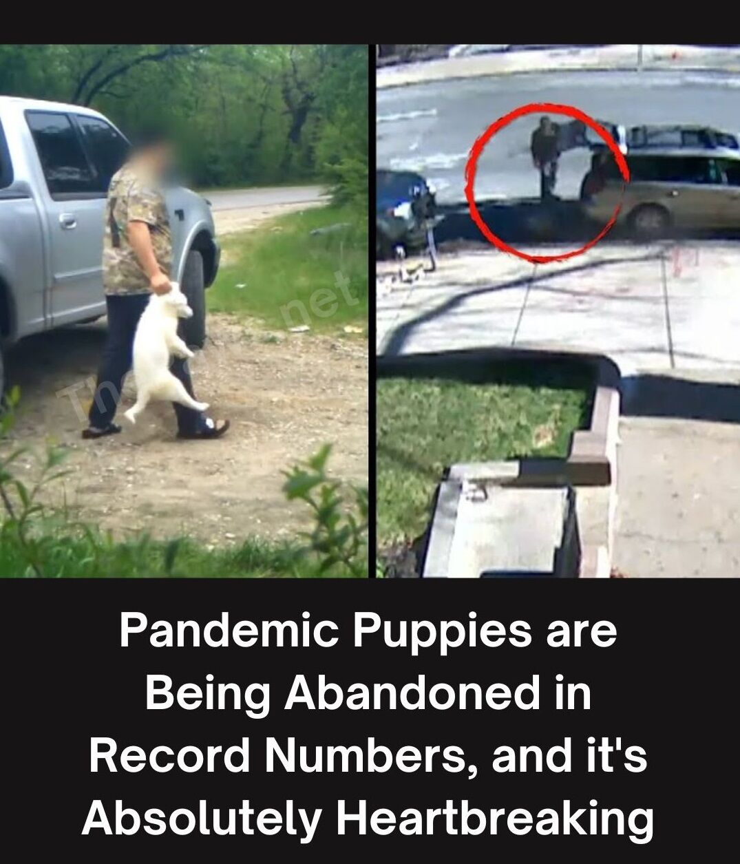 Pandemic Puppies Are Being Abandoned in Record Numbers, and It’s Absolutely Heartbreaking