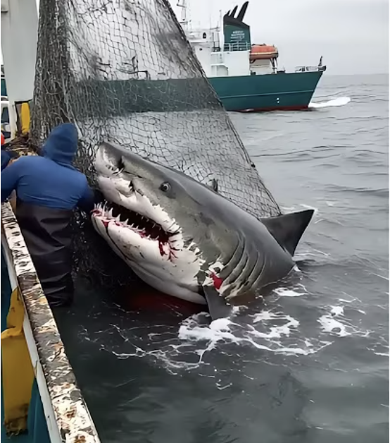 They Tried to Rescue the Shark… But Seconds Later, It Did the Unthinkable.