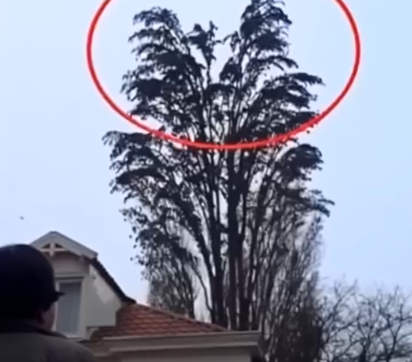 He was just filming a tree. But at 0:18 something happened