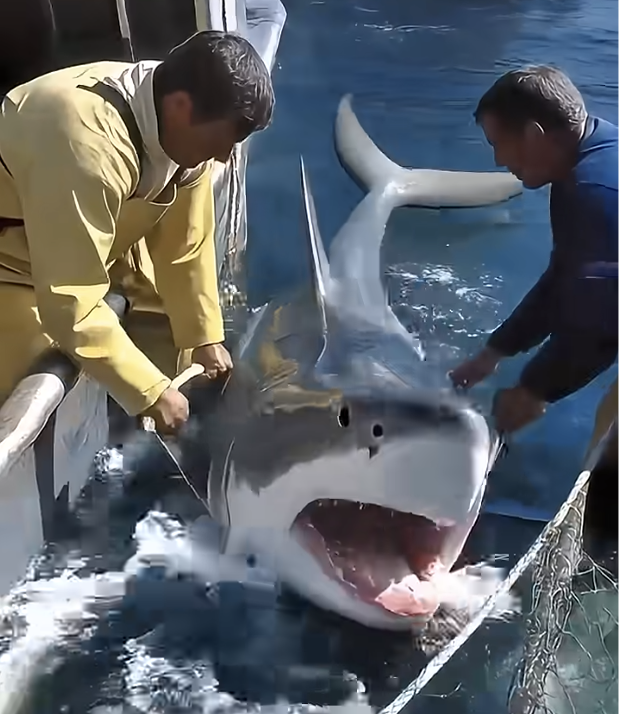 They Tried to Rescue the Shark… But Seconds Later, It Did the Unthinkable.